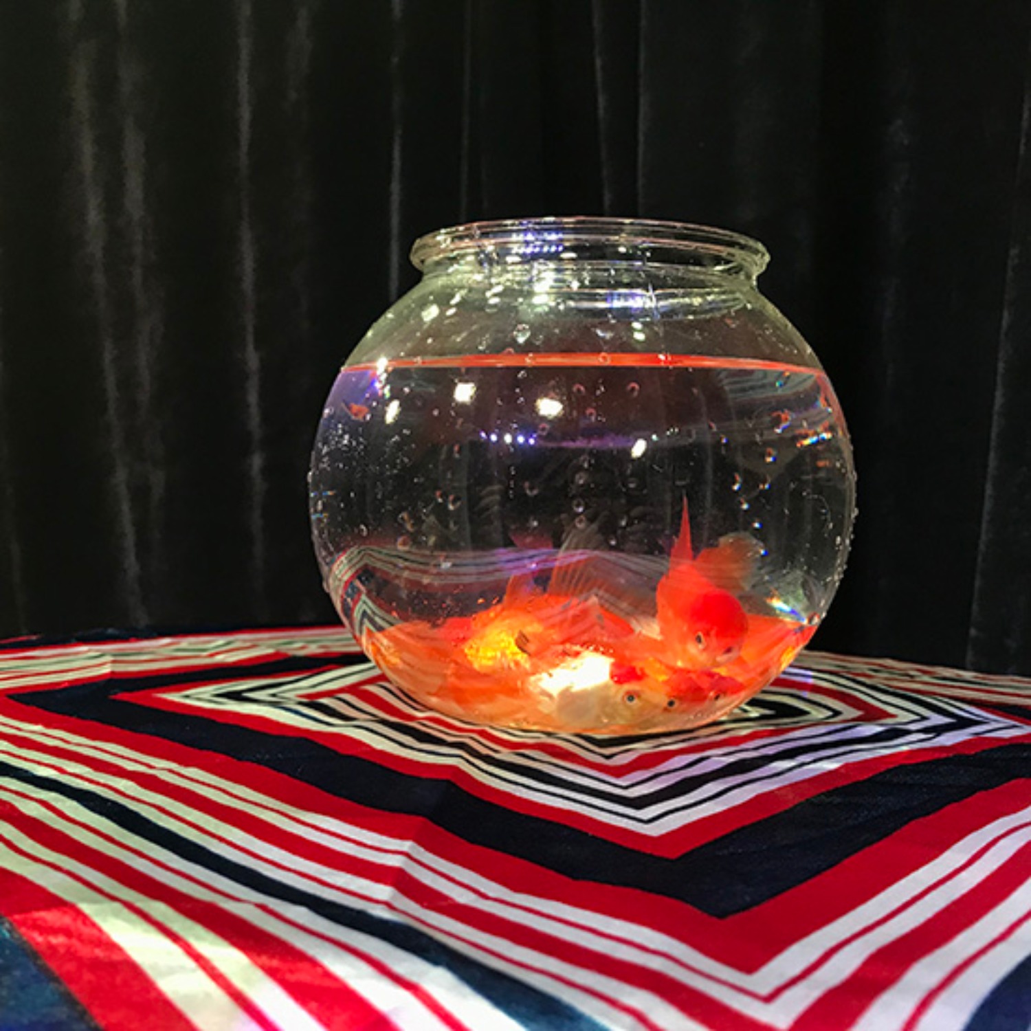 [매직 골드피쉬보울]Magic Goldfish Bowl (Small) by J.C Magic 빈 어항에 순식간에 금붕어가 나타납니다.